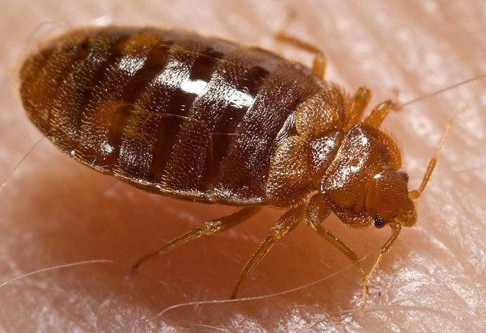 Bed_bug_Cimex_lectularius-1