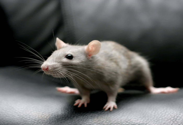 cute-rat-pictures-osyp5ojiakxedtyz-1
